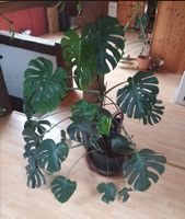 Monstera