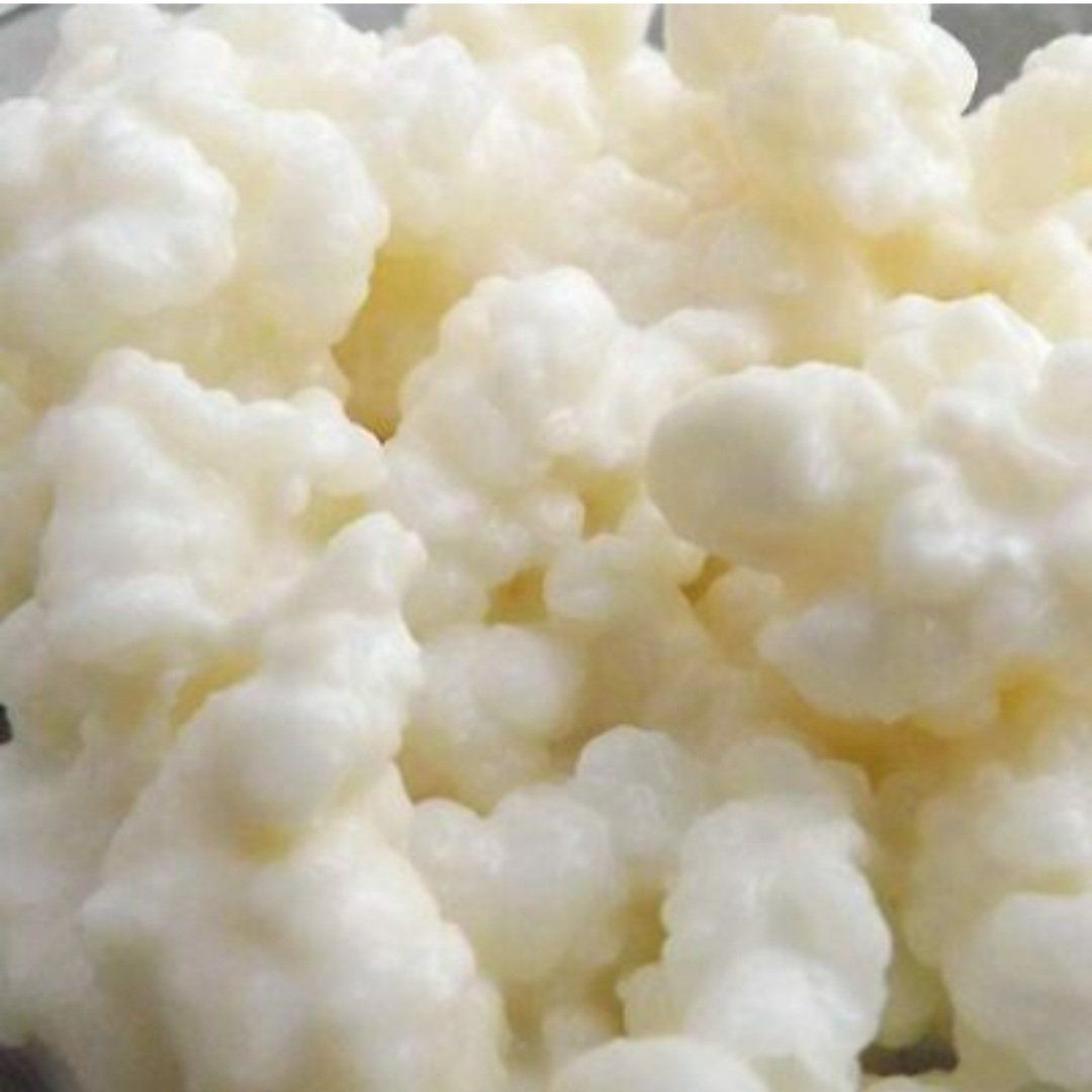 Cibi & Specialità: Milchkefir-Pilze / -Knollen – Usato da St.Gallen venduto da LaMiSa 1