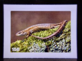 MIGROS MANIA Nature Detectives Nr. 158