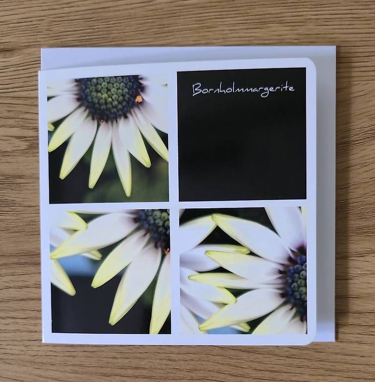CDs: Collagekarte Bornholmmargerite – Neu und originalverpackt aus Chur von Frei3912 1