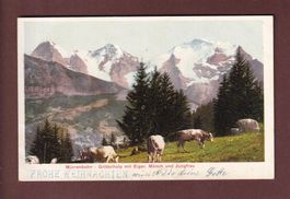Mürrenbahn - GRÜTSCHALP - Kühe