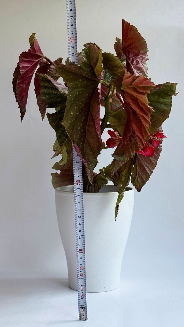 Plantes & graines: Begonia*Lucerna/Corallina***** – Neuf (Voir description) à Dübendorf par Orchid18 3