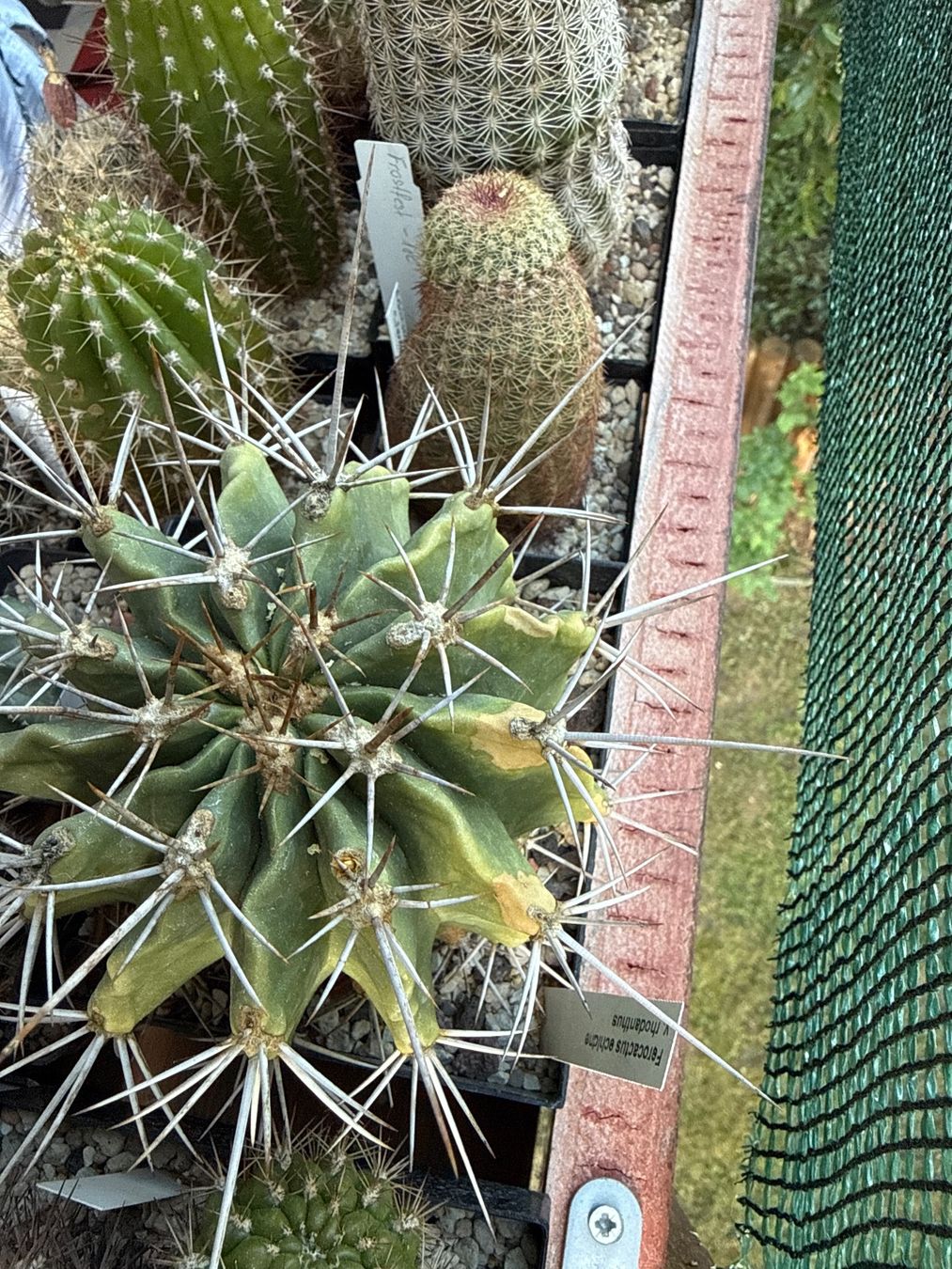 Piante & sementi: Ferocactus echidne v. rhodanthus – Usato da Rorbas venduto da SimS0n 5