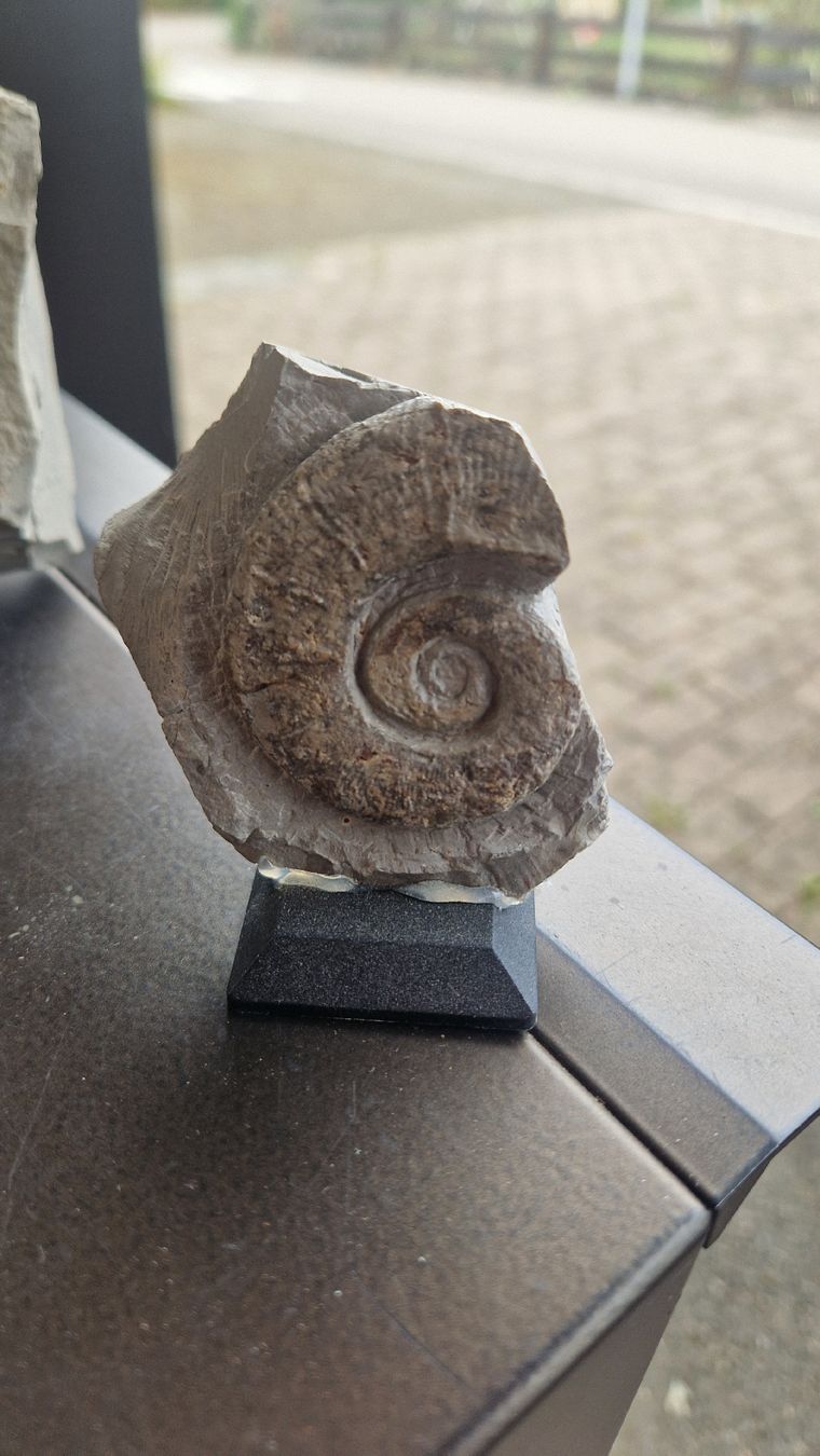 Fossilien: Ammoniten aus Frankreich  – Neu und originalverpackt aus Niederhasli von rehauge01 5