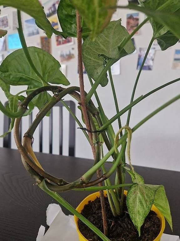 Piante & sementi: x2 Syngonium podophyllum 'White Butterfly' – Usato da Dübendorf venduto da Olenaaa 2