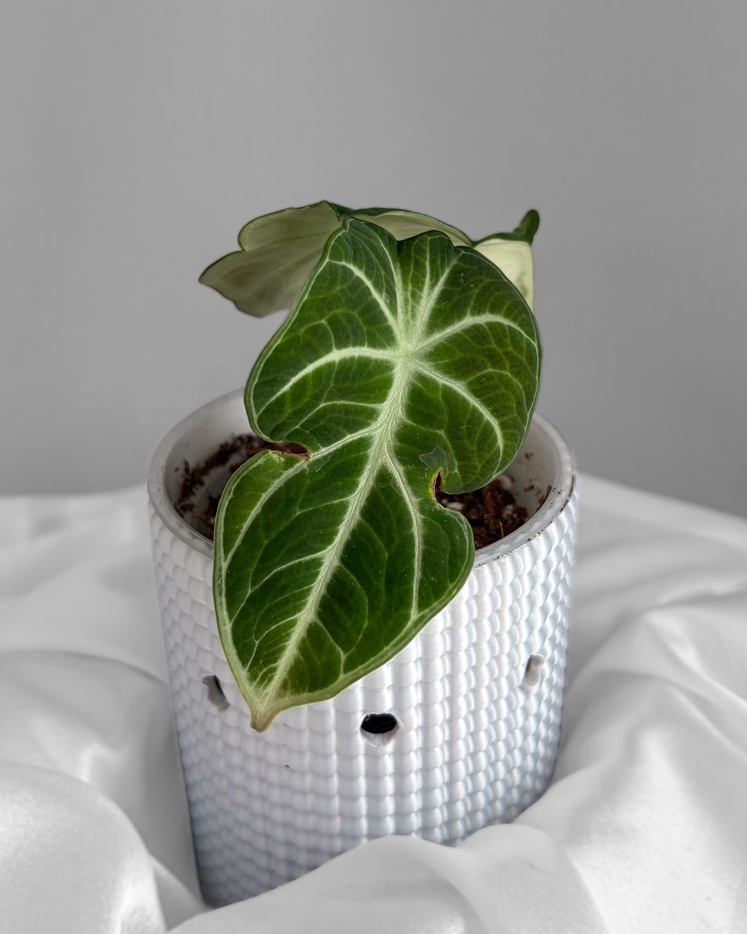 Piante & sementi: Alocasia Ninja White Mutation Variegata – Nuovo (secondo la descrizione) da Seuzach venduto da animaplants 1