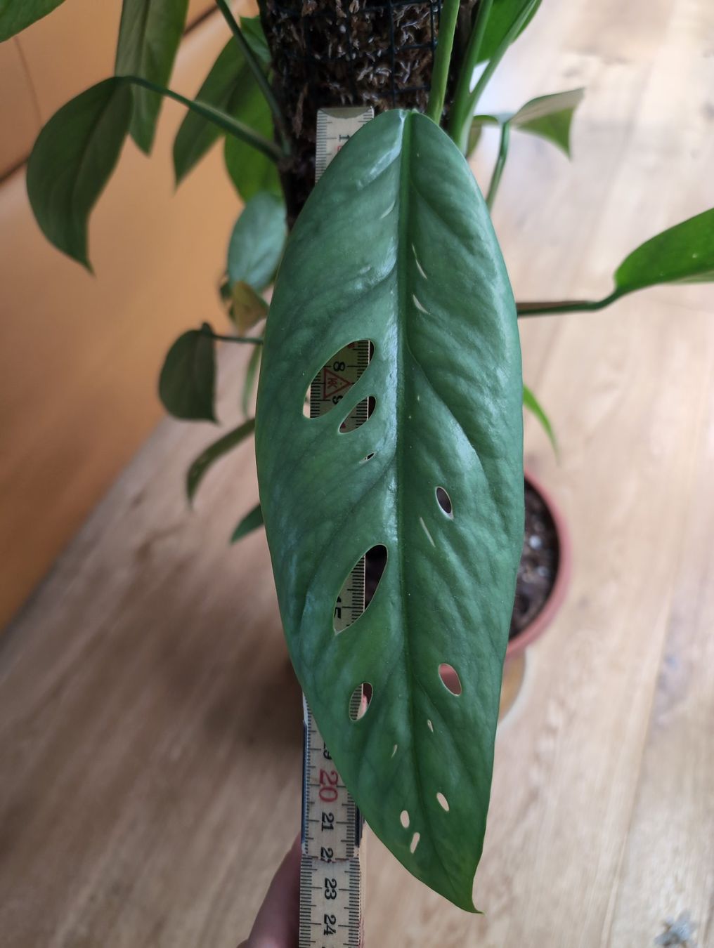 Piante & sementi: Epipremnum pinnatum 'Cebu Blue' am Moosstab – Usato da Bern venduto da JennisJungle 4