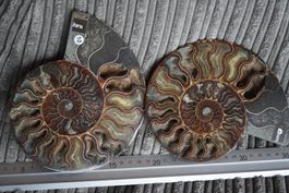 Ammoniten Paar  18cm XL  –Edelsteinstube Rausverkauf