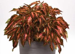 8 CORAL CANDY BUNTNESSEL Samen ( Pellets )