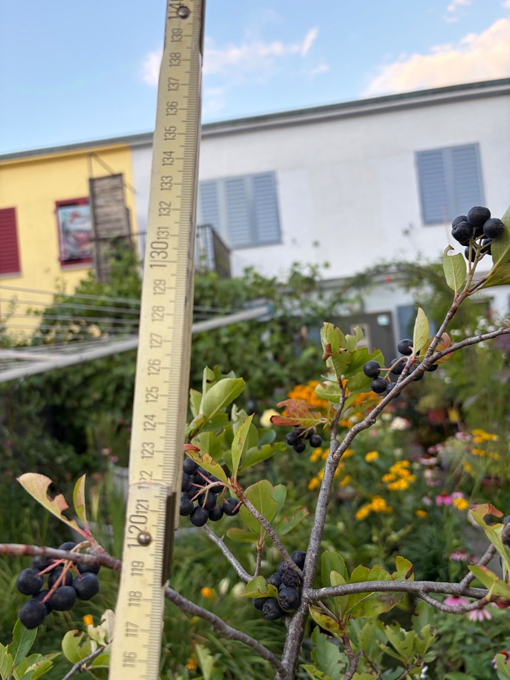 Pflanzen & Samen: Aroniabeere - grosser Strauch – Neu (gemäss Beschreibung) aus Winterthur von Aniger 4