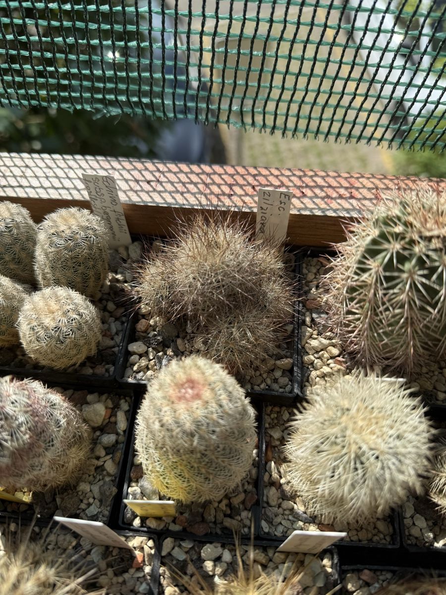 Pflanzen & Samen: Escobaria zilziana – Gebraucht aus Rorbas von SimS0n 1