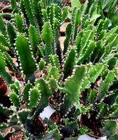 Euphorbia Kaktus H: 25-30 cm. Sie gehören zur Euphorbiaceae