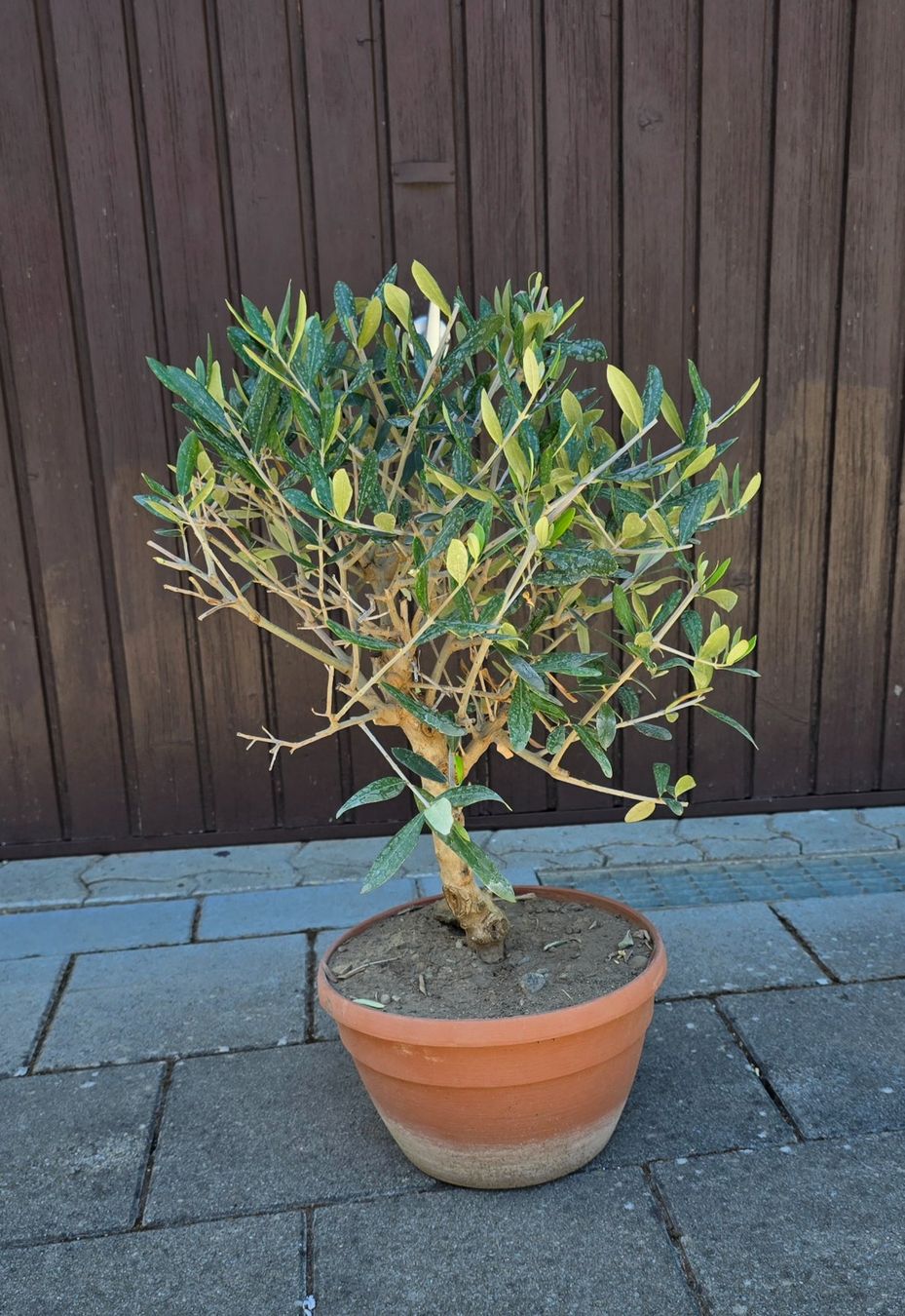 Plantes & graines: Olivenbaum Nr.3 – D'occasion à Aarburg par popkorn65 1