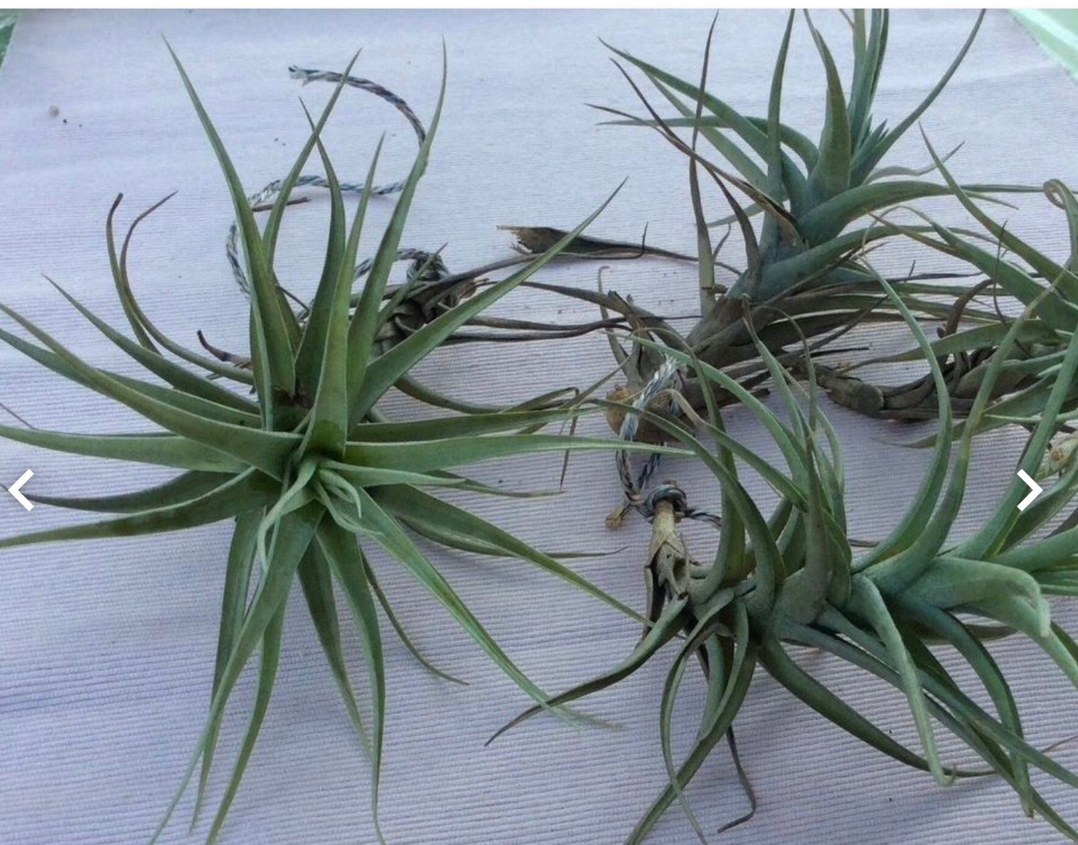 Piante & sementi: Tillandsia bergeri, Sie erhalten eine blühende Pflanze! – Usato da Tecknau venduto da bleilaus 2