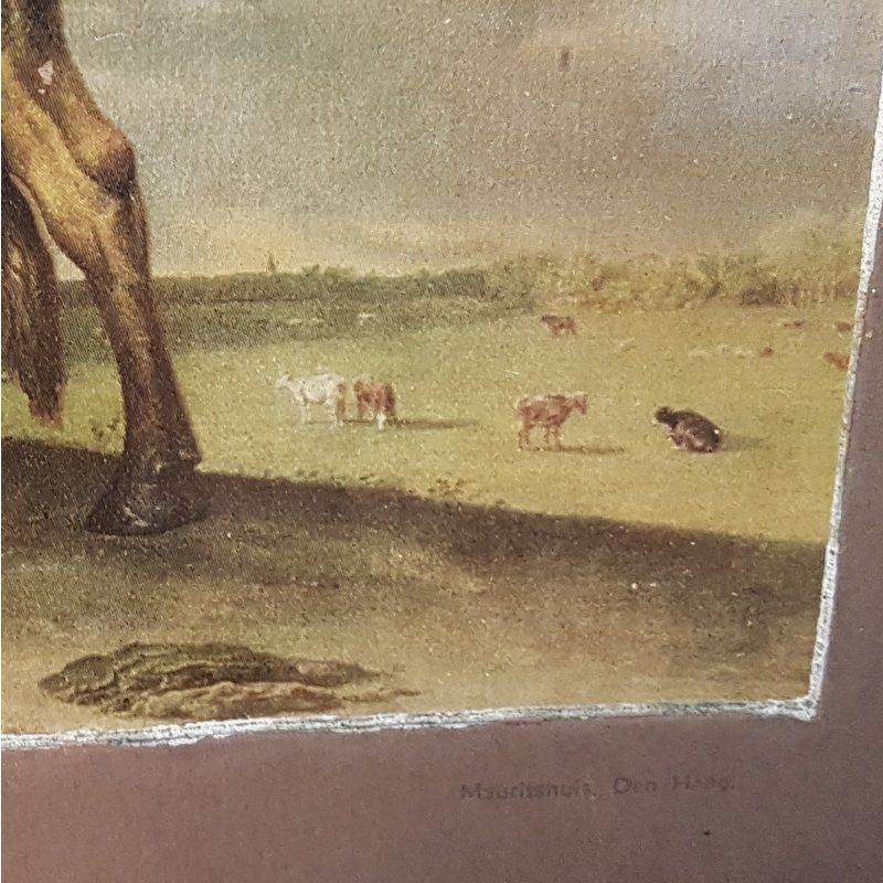 Foto & Immagini: Öldruck P. Potter Der junge Stier Antik – Usato da Kaltbrunn venduto da Condor2 8