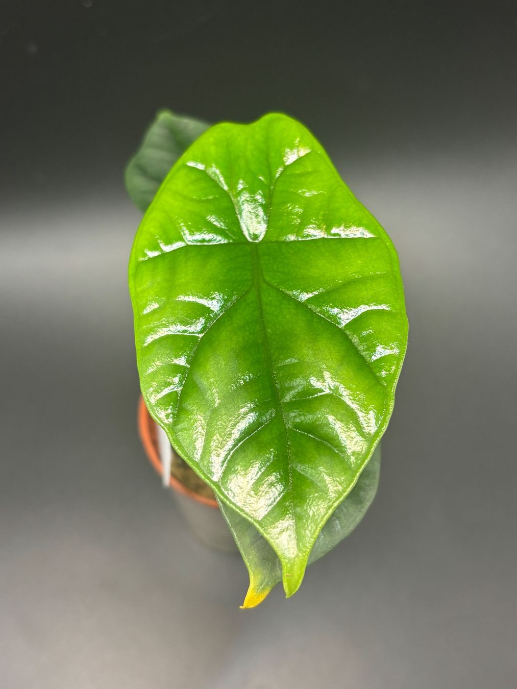 Piante & sementi: Alocasia Sinuata (1-3) – Nuovo e nell'imballaggio originale da Basel venduto da Pink_White