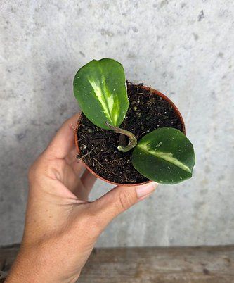 Piante & sementi: Hoya obovata Variegata – Usato da St.Erhard venduto da Plumilandschweiz 1