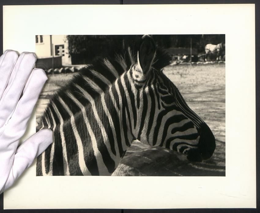 Fotografie &  Plakate: Fotografie Zebra in einem Aussengehege e – Gebraucht aus Berlin von bartko-reher