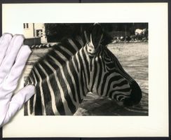 Fotografie Zebra in einem Aussengehege e