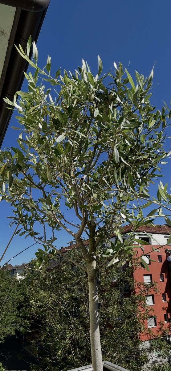 Piante & sementi: Olive Tree in Pot Healthy Condition – Usato da Zürich venduto da Mistral61 1