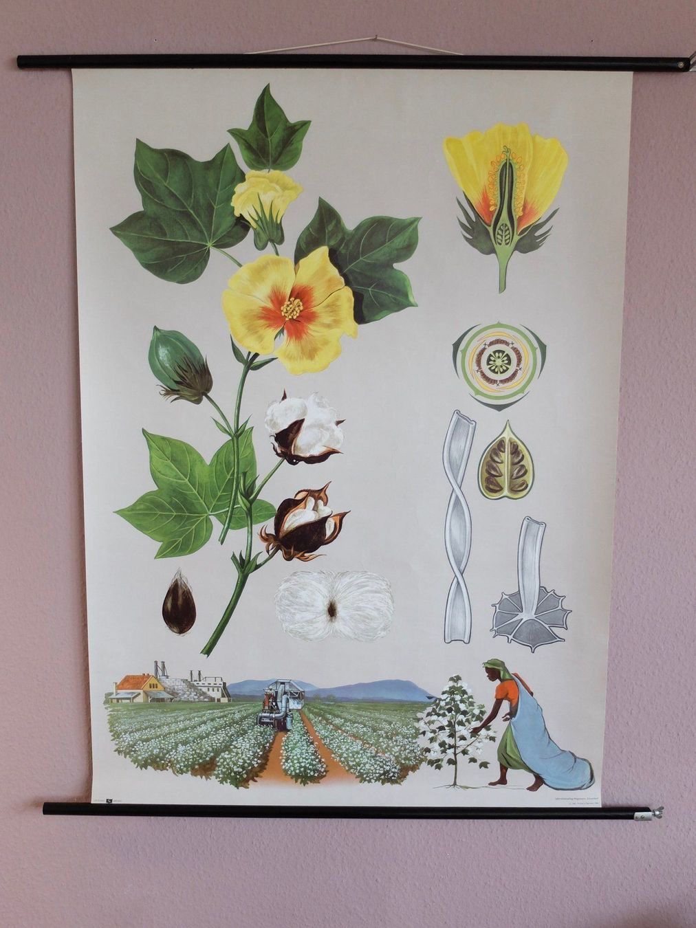 Poster & Bilder: SCHULWANDBILD - BAUMWOLLE – Gebraucht aus Goldach von Gaip