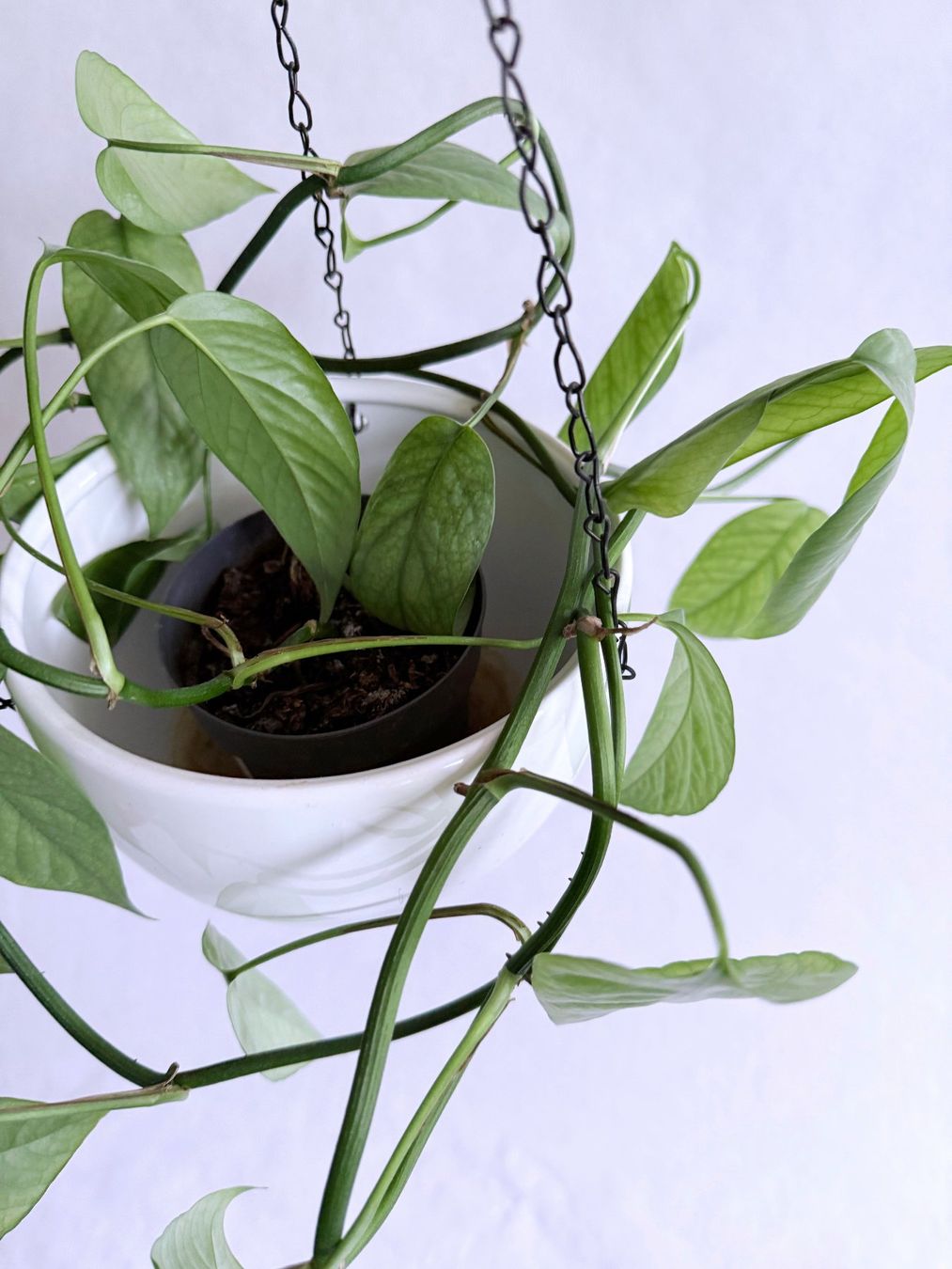 Piante & sementi: Epipremnum pinnatum Cebu Blue***** – Nuovo (secondo la descrizione) da Dübendorf venduto da Orchid18 3