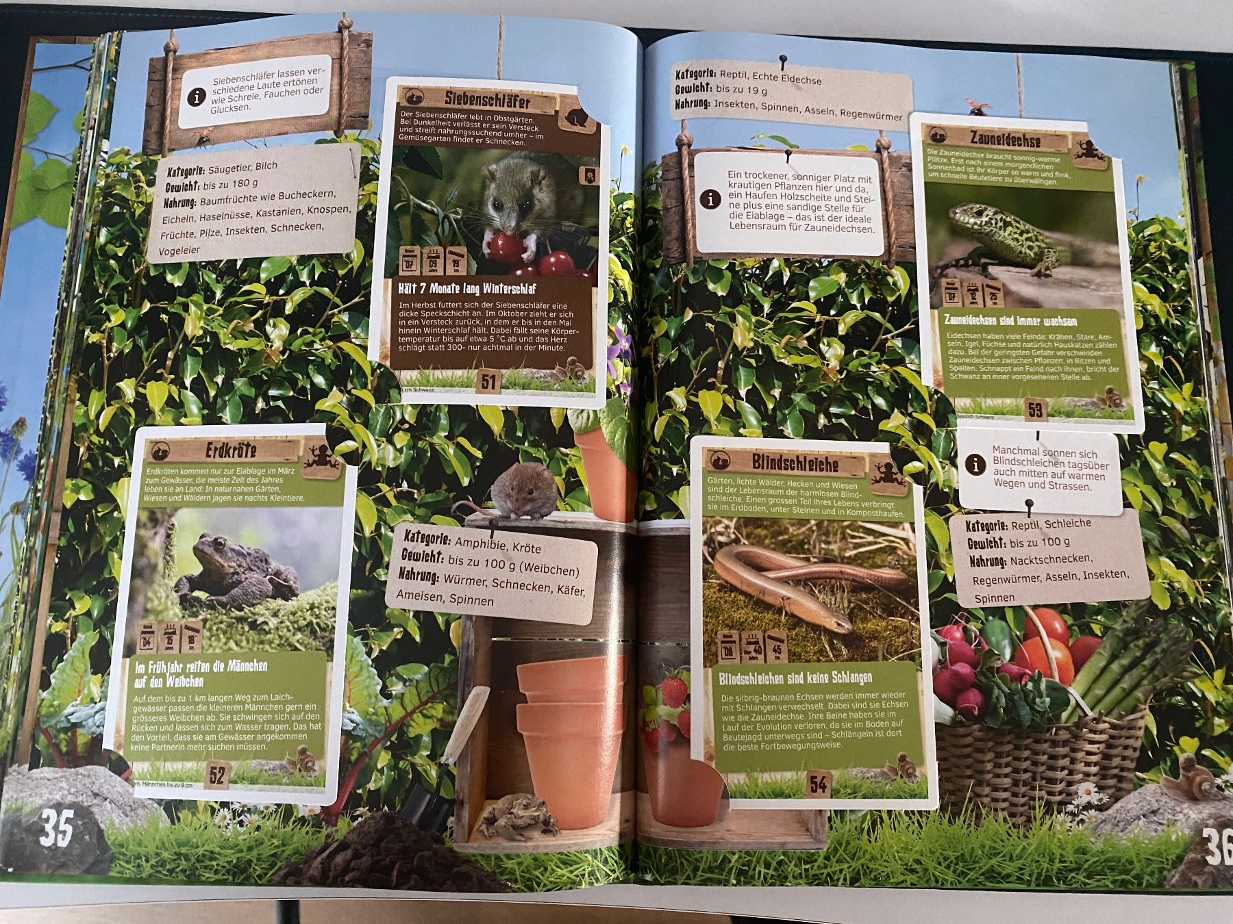 Coop Album: Buch Abenteuer Garten Coop – Usato da Glattbrugg venduto da riseca 2