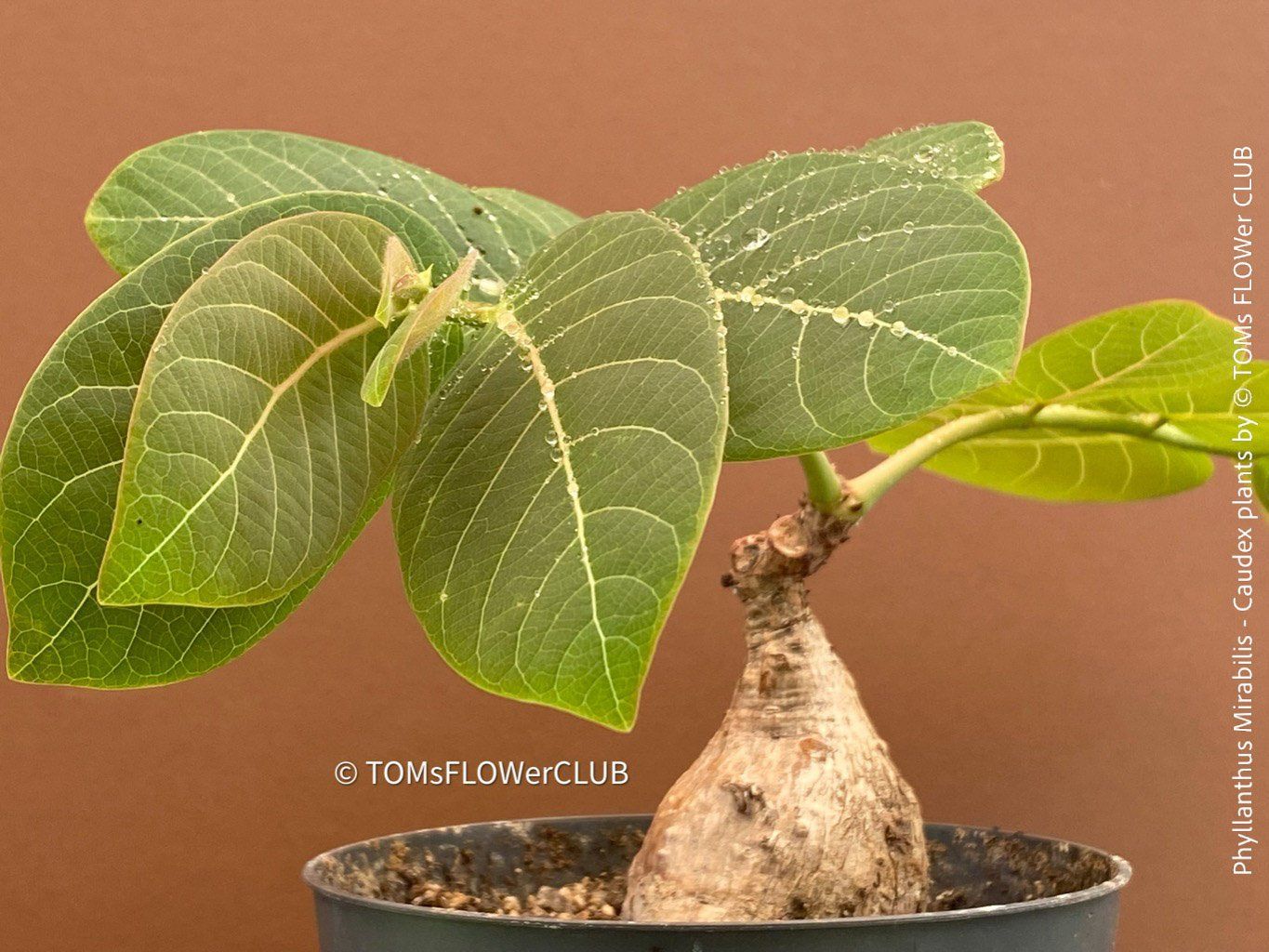 Piante & sementi: Phyllanthus Mirabilis - einzigartige "Buddha Belly Plant" – Nuovo e nell'imballaggio originale da Adliswil venduto da astom369