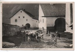 CAMPOVASTO (Engadin) Herde Ziegen