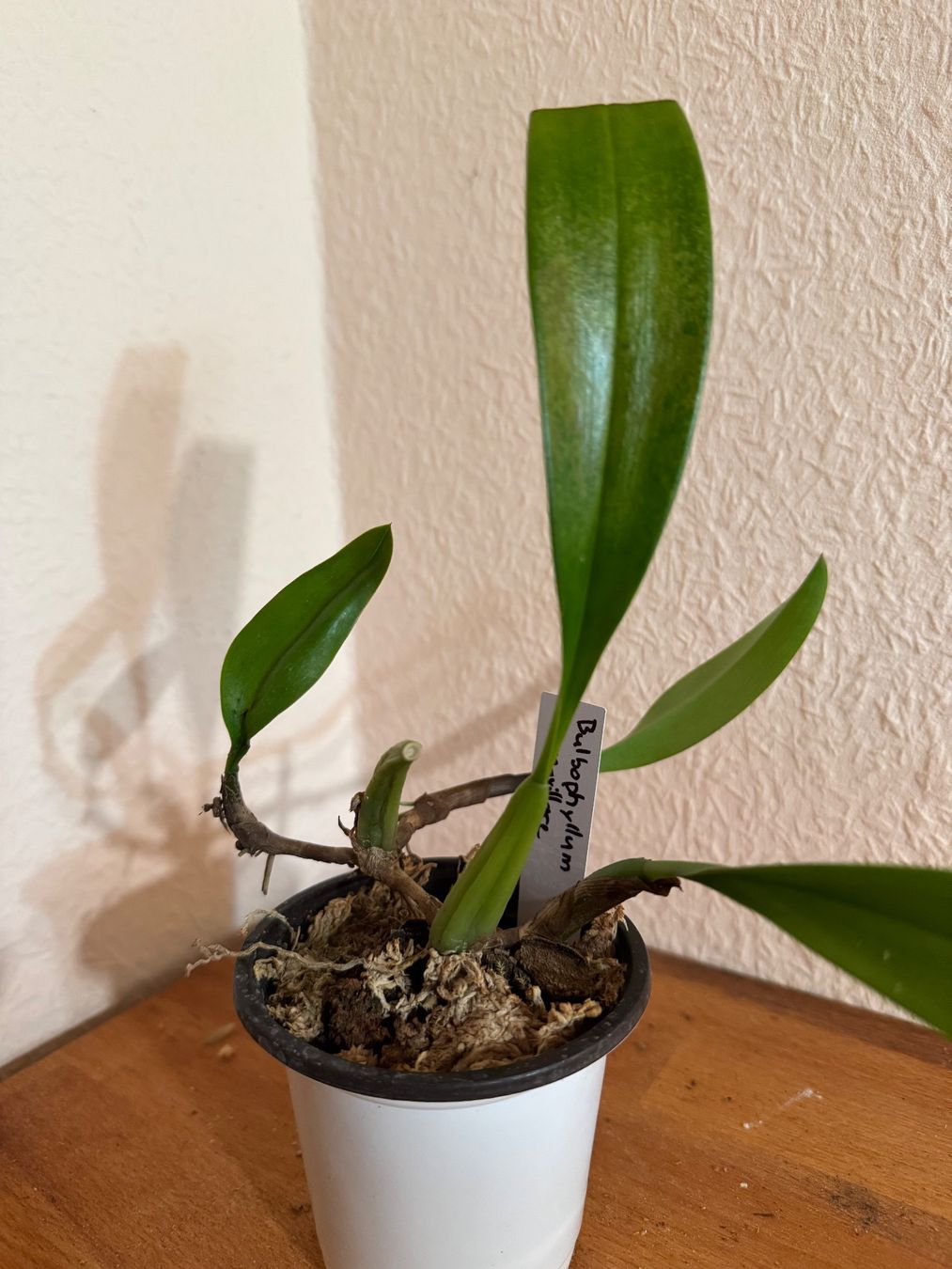 Pflanzen & Samen: Bulbophyllum maxillare – Gebraucht aus Männedorf von mrclst 1