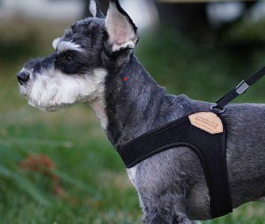 Accessori: Charlies einfaches Hundegeschirr / Grösse S – Nuovo (secondo la descrizione) da Birmensdorf ZH venduto da DealOne 3