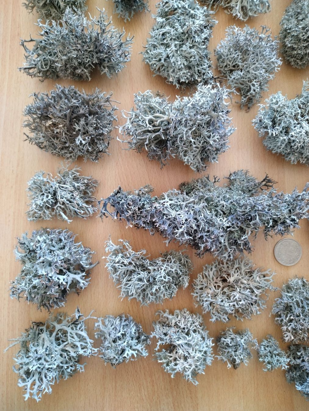 Piante & sementi: Rentierflechte, echte Flechte, Islandmoos, Baummoos - 100g – Nuovo (secondo la descrizione) da Jona venduto da Argus36 3