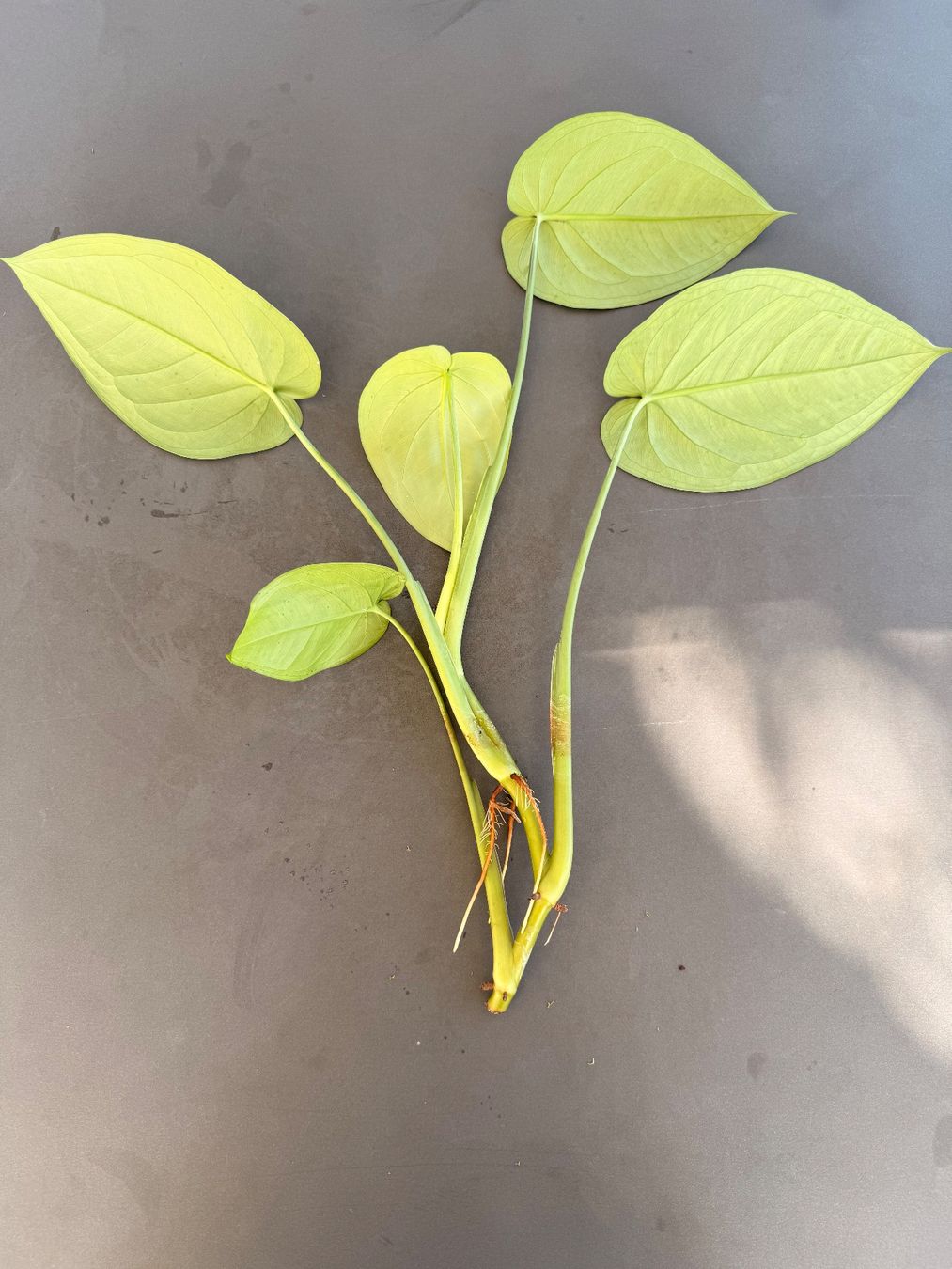 Piante & sementi: Syngonium Chiapense (Kopfsteckling!) – Usato da Rafz venduto da jca_98p5 1
