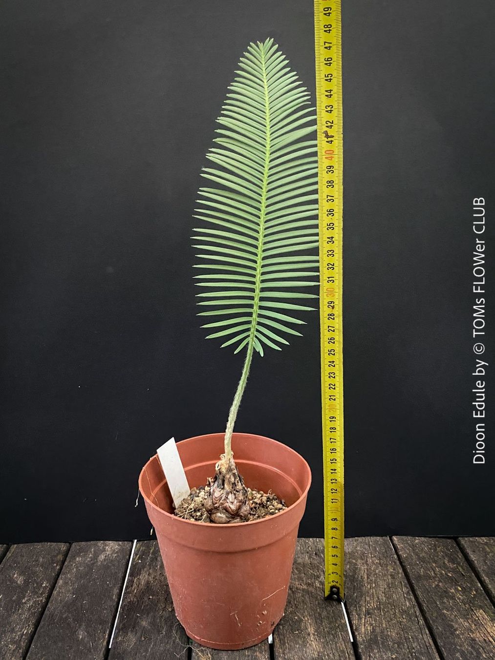 Piante & sementi: Dioon Edule - mexikanischer Doppelpalmfarn - Einzelstücke – Nuovo e nell'imballaggio originale da Adliswil venduto da MarkyForest 1