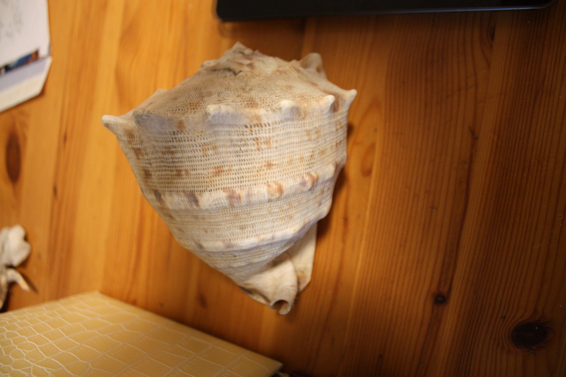 Fossilien: Muschel - 585 Gramm – Gebraucht aus Altstätten SG von sulim 2
