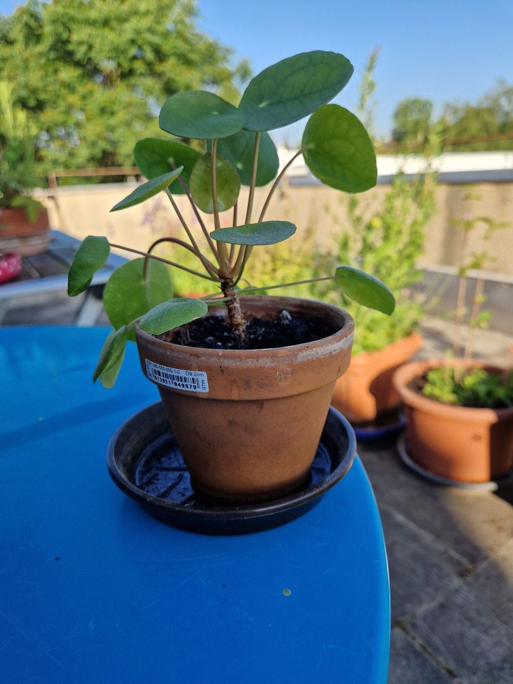 Piante & sementi: Zimmerpflanze: Pilea – Usato da Münchenbuchsee venduto da Aare22 2