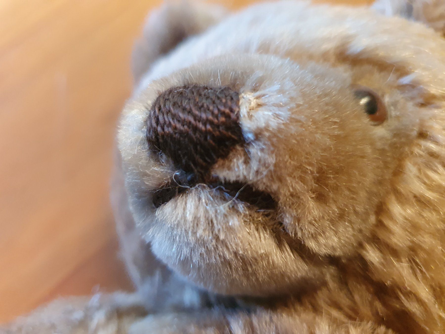 Giocattoli: Antiker Teddybär – Usato da Thalwil venduto da meinverkauf 5