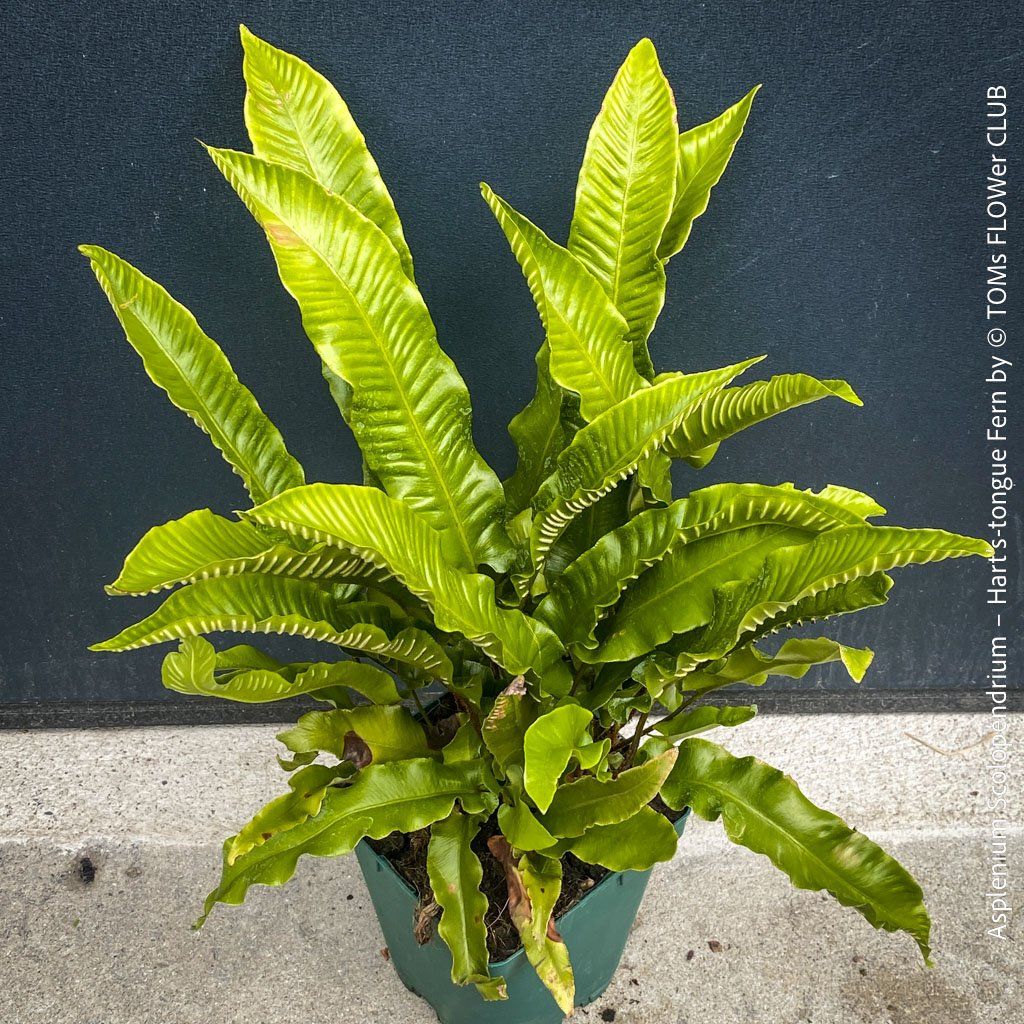 Piante & sementi: ASPLENIUM SCOLOPENDRIUM - immergrüner HIRSCHZUNGENFARN – Nuovo e nell'imballaggio originale da Adliswil venduto da astom369 1