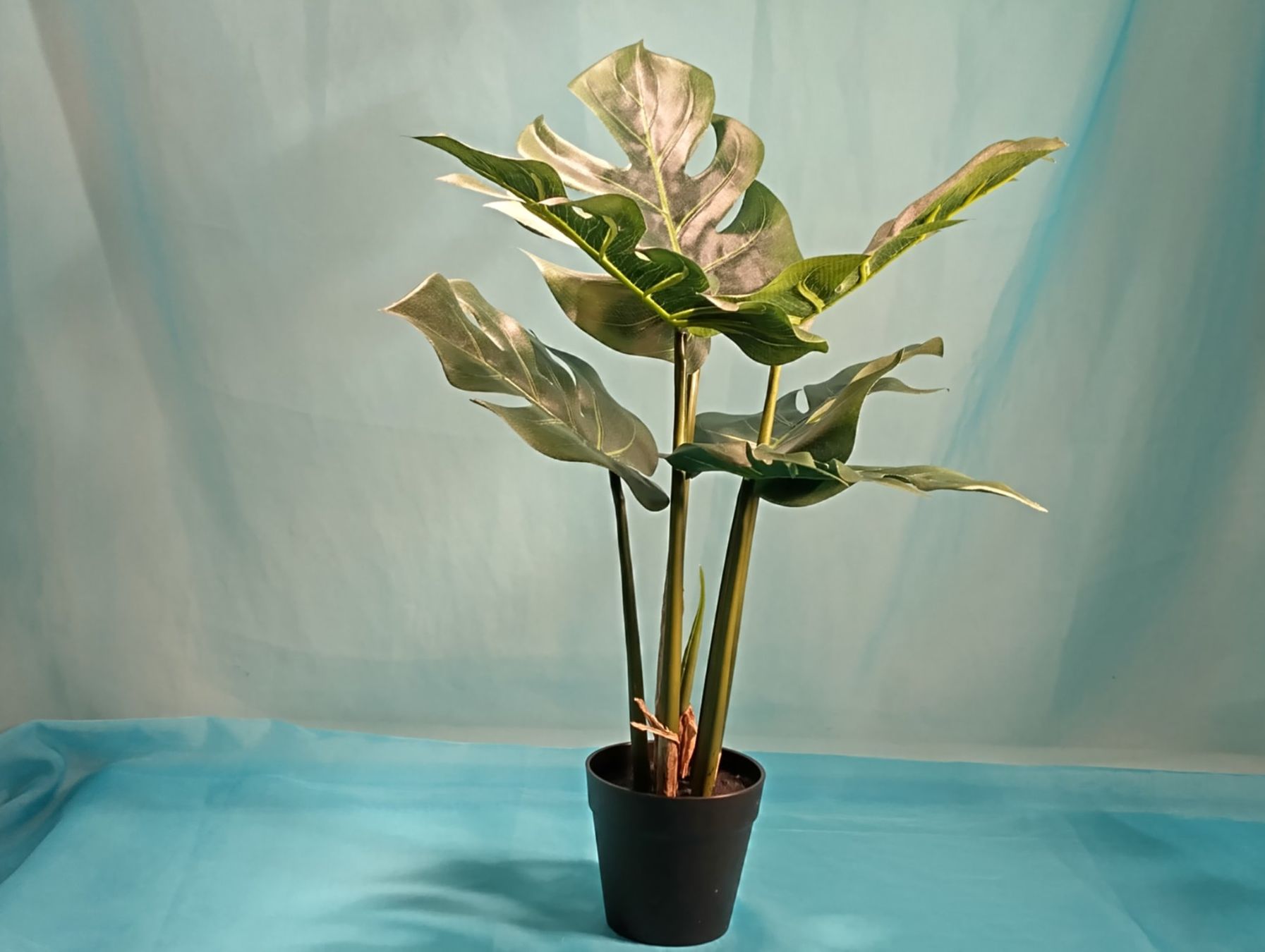 Piante & sementi: Zimmerpflanze, Monstera, im Topf – Nuovo (secondo la descrizione) da Bellach venduto da JingleCherry
