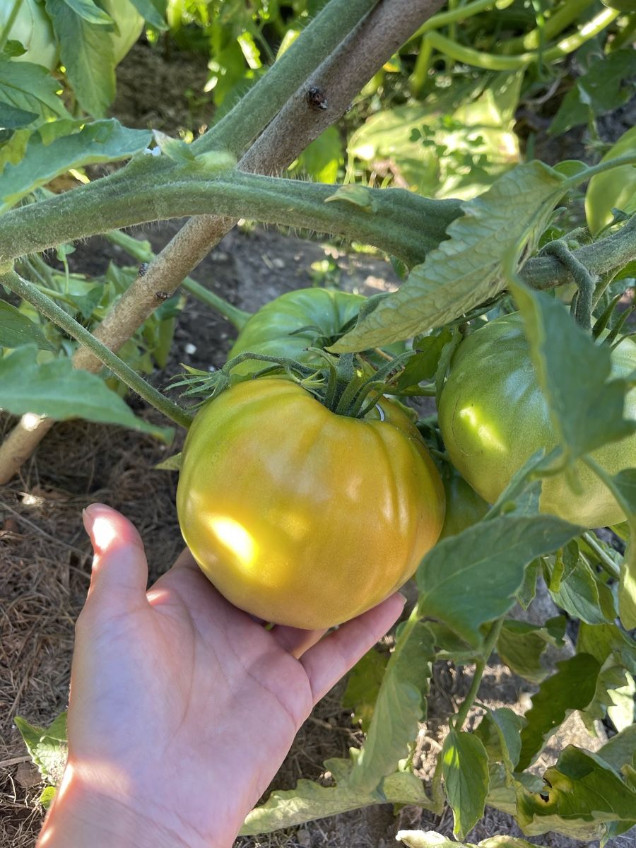 Piante & sementi: Graines de tomate cœur de bœuf – Nuovo (secondo la descrizione) da MARLY venduto da AISLEE 2