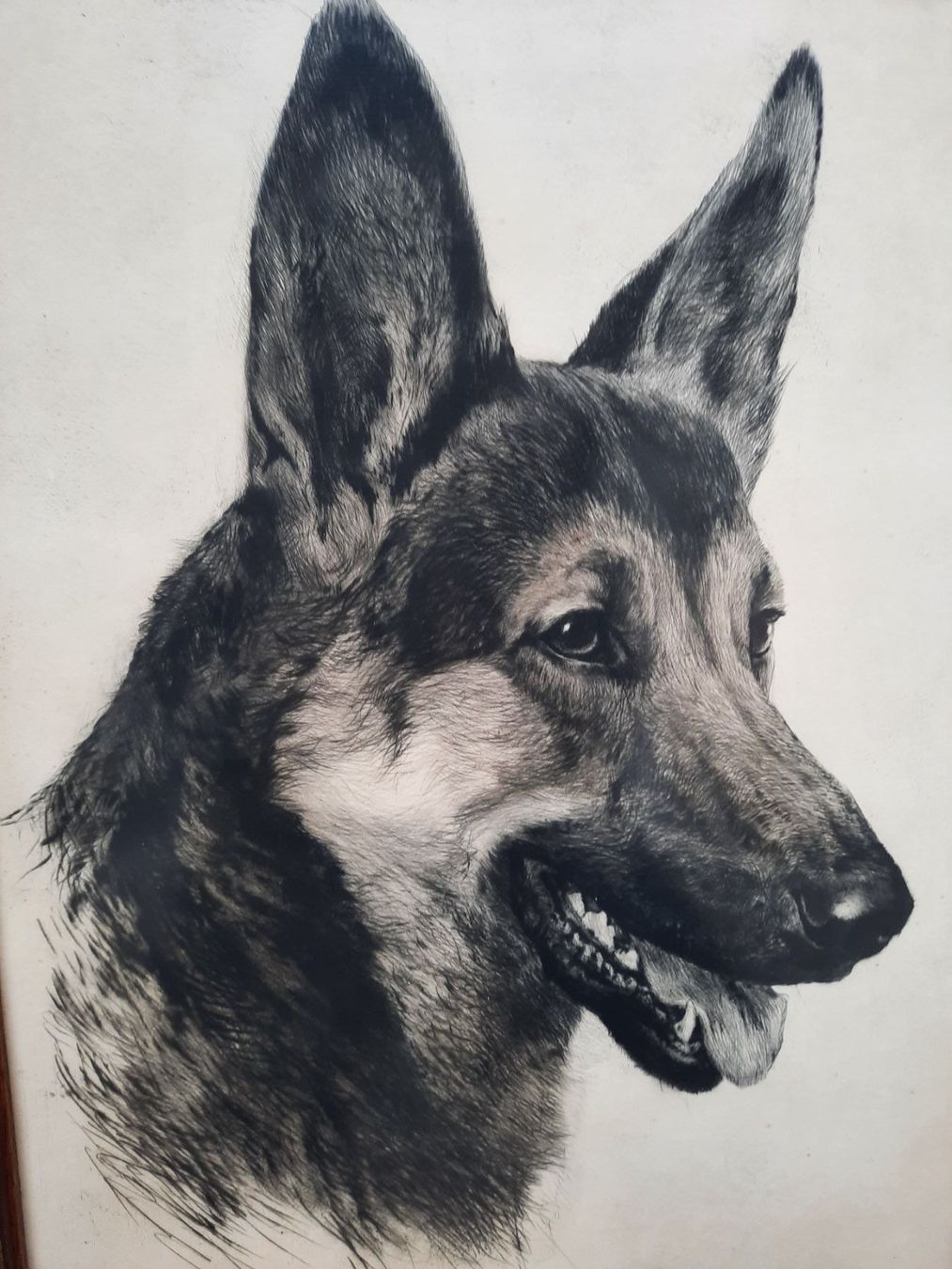 Foto & Immagini: Schäferhund Portrait mit Holzrahmen – Usato da Weinfelden venduto da JoeBaer 1