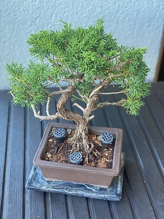 Pflanzen & Samen: Bonsai Wacholder – Gebraucht aus Aarau Rohr von Sergiomendez 2