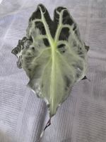 Alocasia Venom