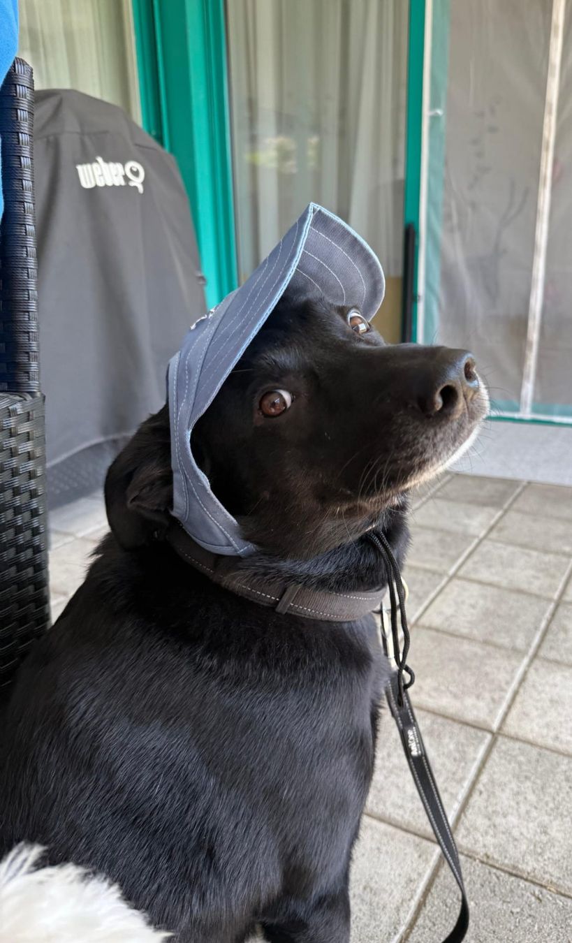 Copricapi, berretti & cappellini: Pet Baseball Cap für grosse Hunde – Nuovo e nell'imballaggio originale da Wohlen AG venduto da Schobe2004 2