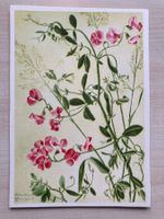 Kunstkarte Platterbse (Marianne Schneegans)