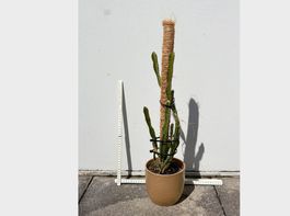 Drachenfrucht-Pflanzen, (rotfleischige Drachenfrucht)