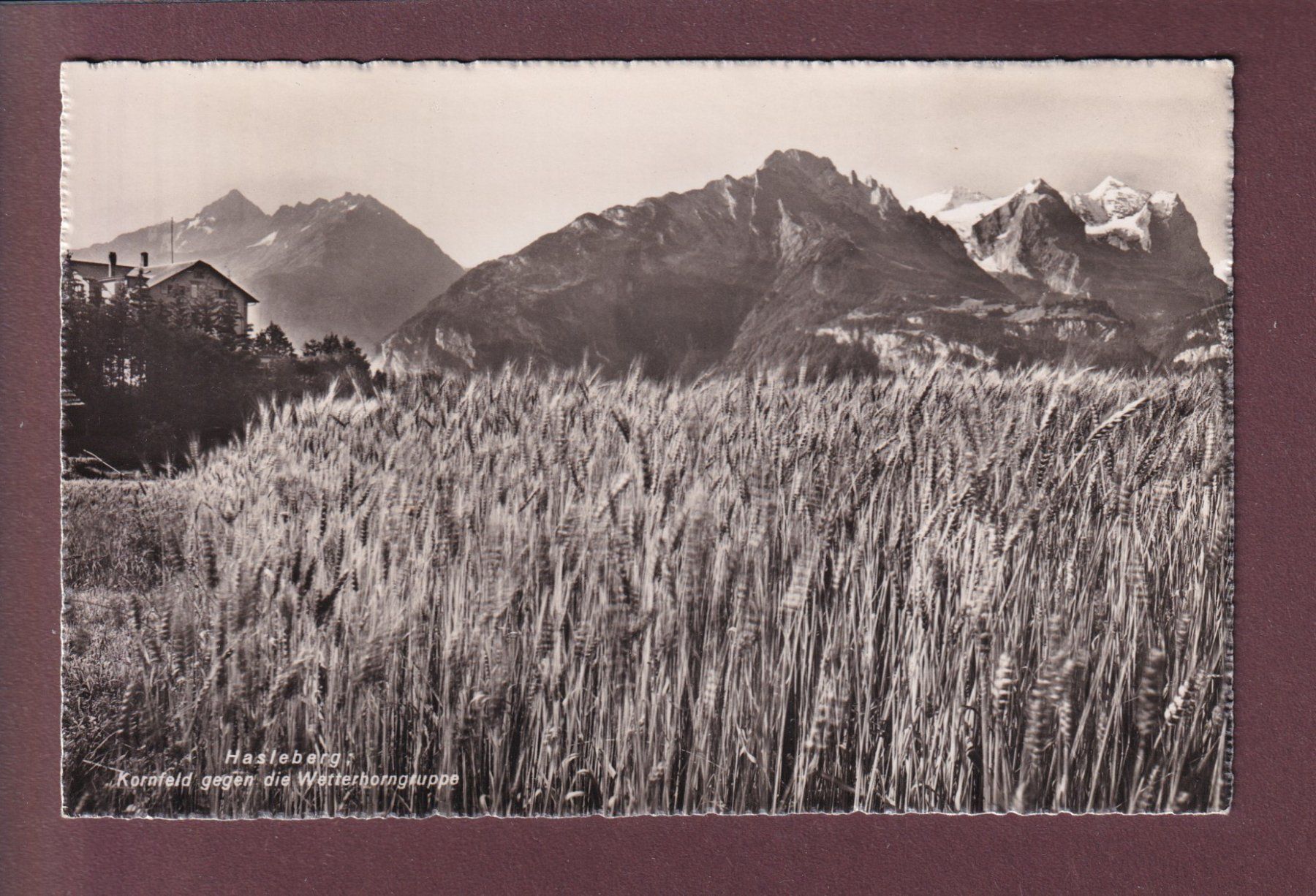Cartoline postali: HASLEBERG - Kornfeld – Usato da Pully venduto da nicecards