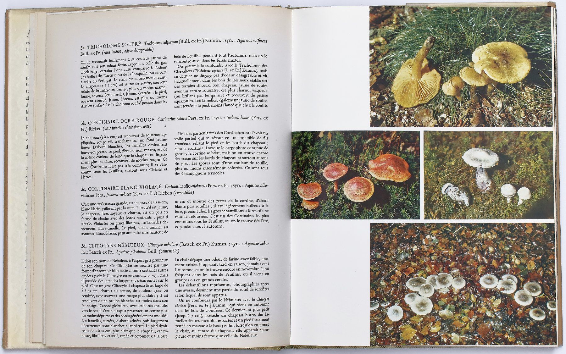 Libri: CHAMPIGNONS "Formes et Couleurs" H. Kleijn – Usato da Onex venduto da gonsla 6