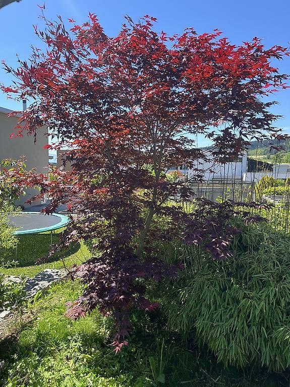 Piante & sementi: Roter Japanischer Ahorn – Usato da Rickenbach LU venduto da Haefliger03 1