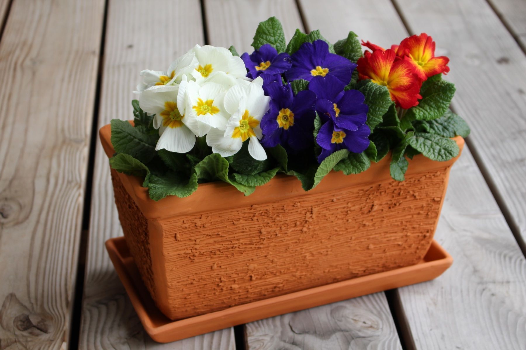 Vasi per fiori: Gartentopf/Tontopf inkl. Untersetzer – Nuovo e nell'imballaggio originale da Zürich venduto da StellaKar 1